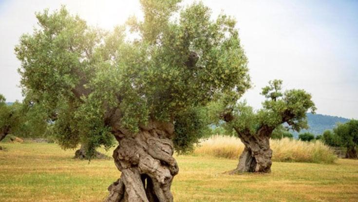 Abstract Home Ostuni Εξωτερικό φωτογραφία